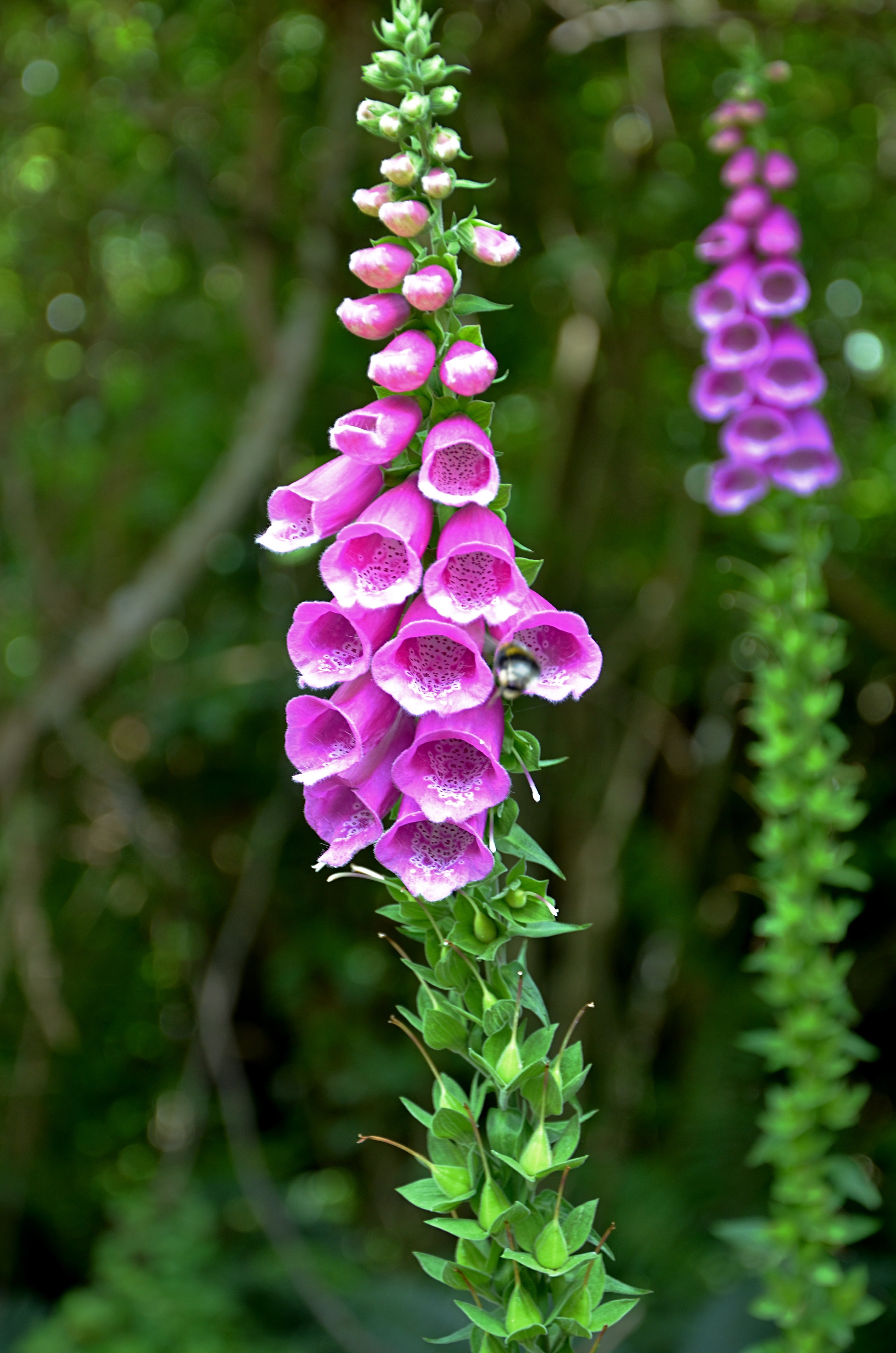 Medicinal Plants